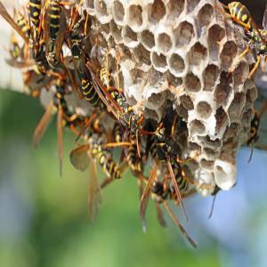 Quels sont les signes indiquant une infestation de guêpes ? Strasbourg