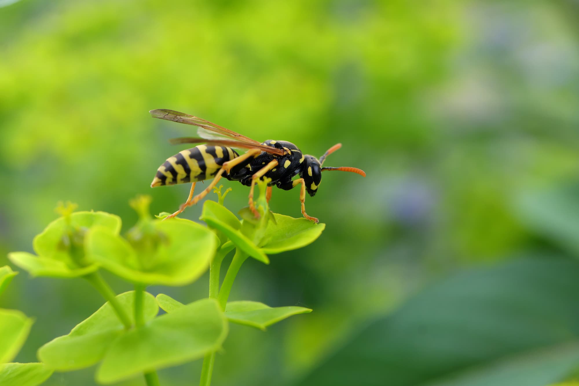 DESINSECTISATION_GUEPES_FRELONS4 1 | Dard des villes Entreprise de désinsectisation professionnelle pour guêpes et frelons autour de Strasbourg et du Bas-Rhin Bischwiller 0
