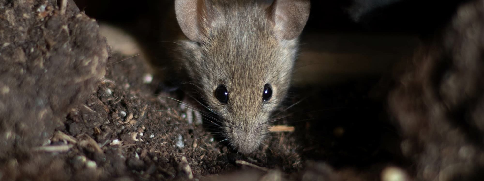 ANTI_NUISIBLES_RONGEURS3 2000X750 | Dard des villes Pourquoi les méthodes de dératisation « maison » sont souvent inefficaces (voire contre-productives) ? Bischheim