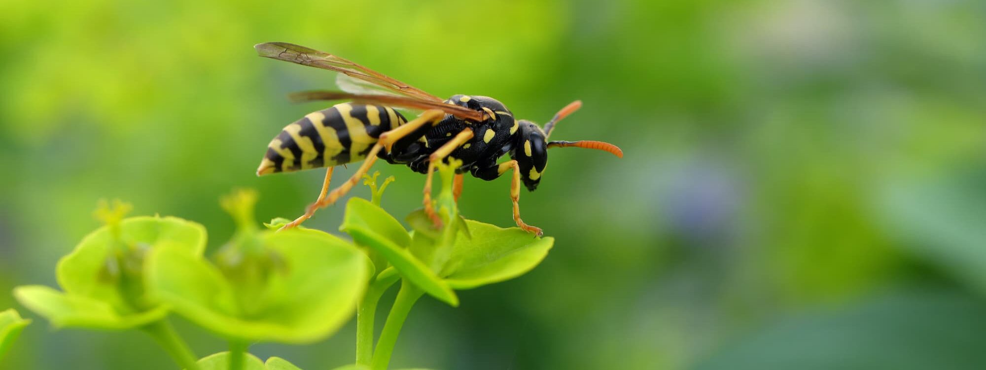 Que faire en cas de piq&ucirc;re d’une gu&ecirc;pe et quels sont les risques ? S&eacute;lestat