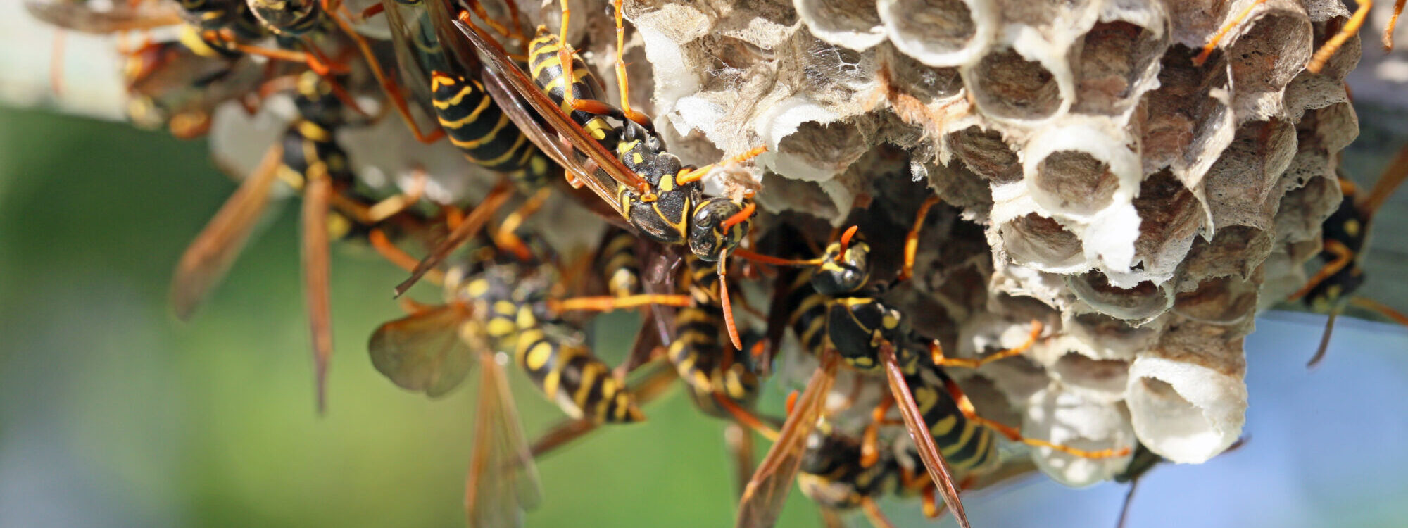 Quels sont les signes indiquant une infestation de guêpes ? Strasbourg