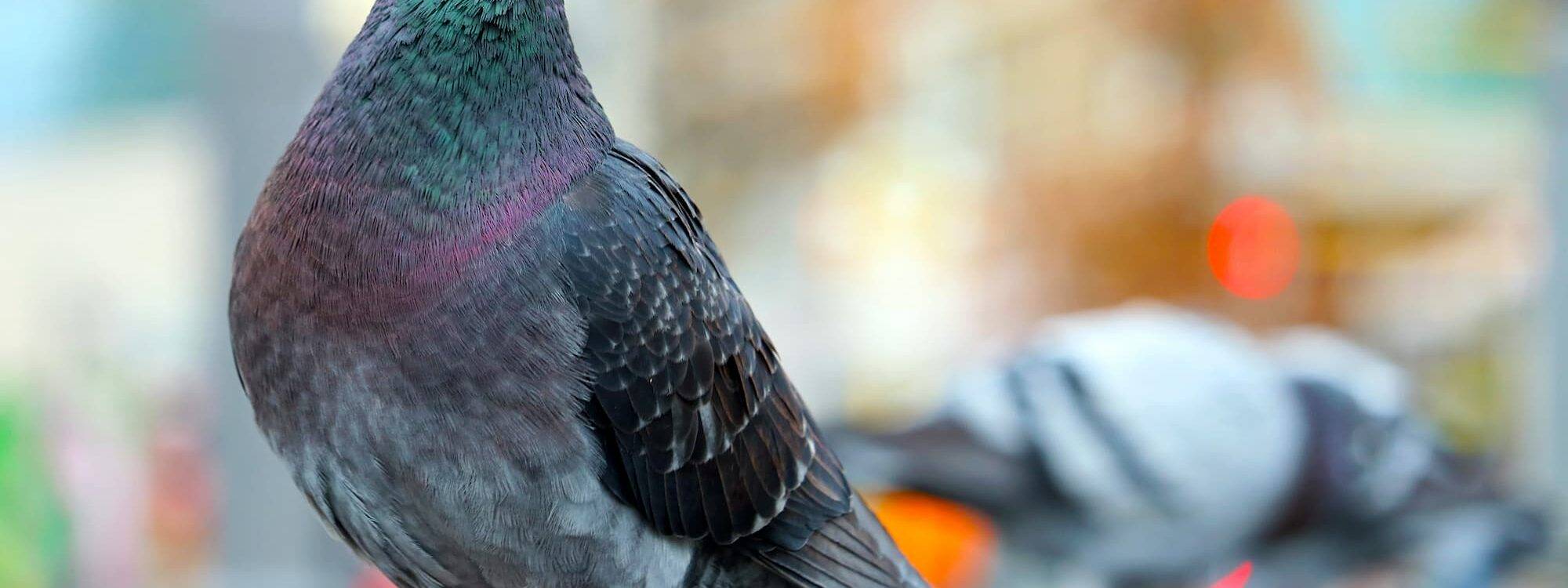 Experts anti-nuisibles pour les pigeons, fouines, ragondins, renards à côté de Strasbourg et Molsheim Illkirch-Graffenstaden