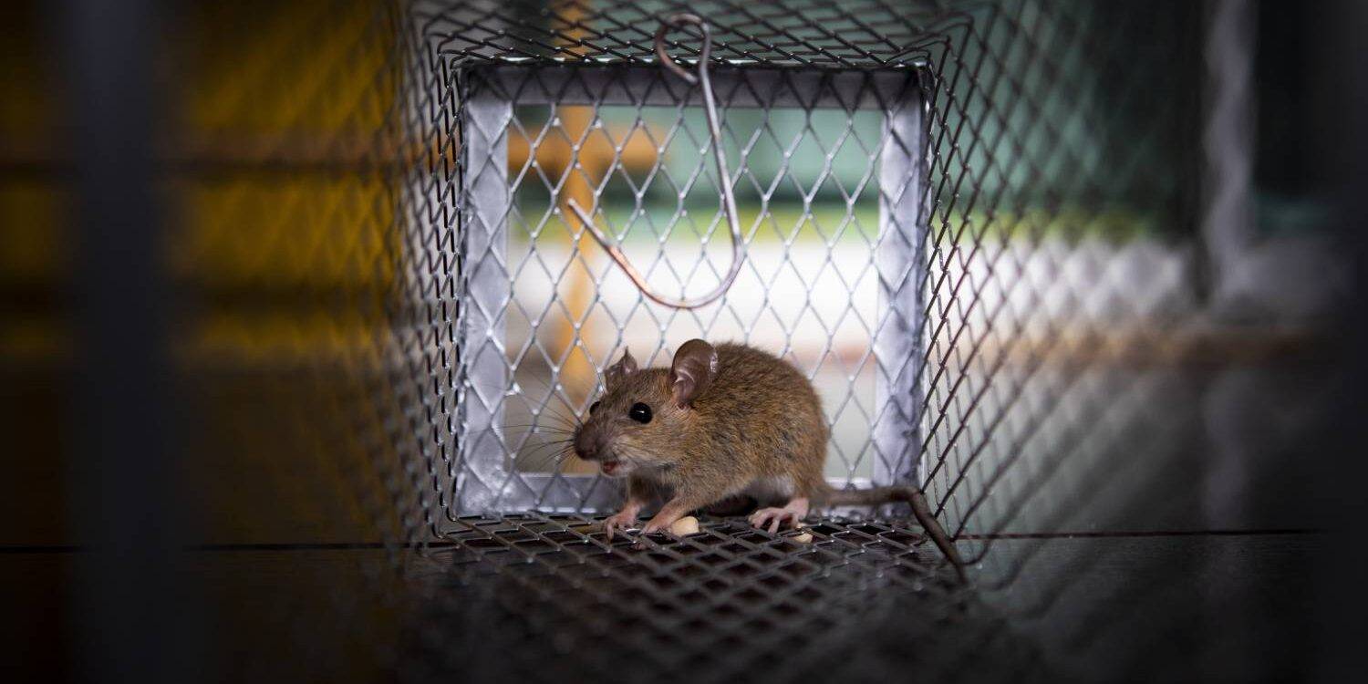 Comment prévenir l&#8217;invasion de rongeurs dans votre maison ? Haguenau