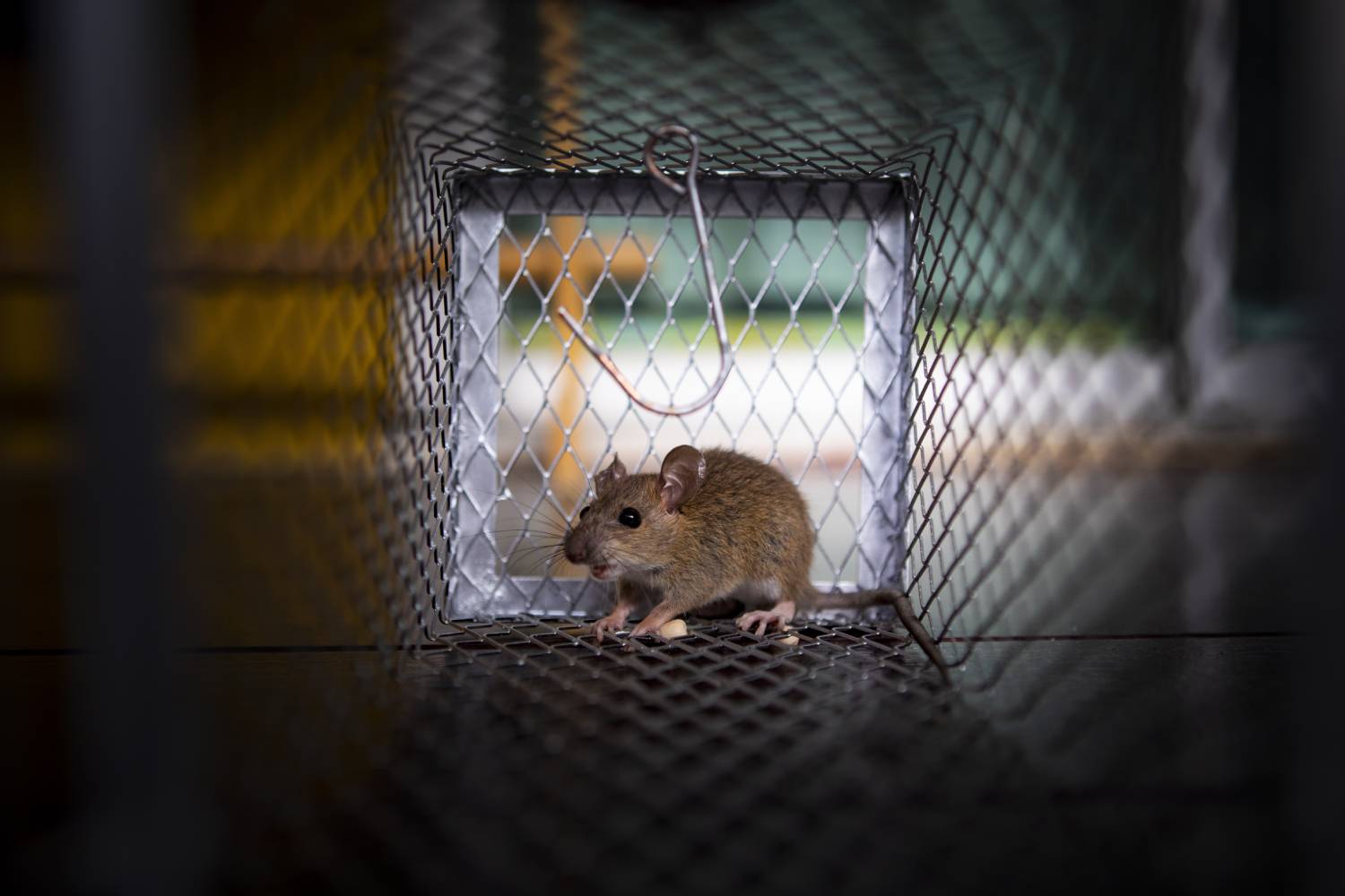 Comment prévenir l&#8217;invasion de rongeurs dans votre maison ? Haguenau