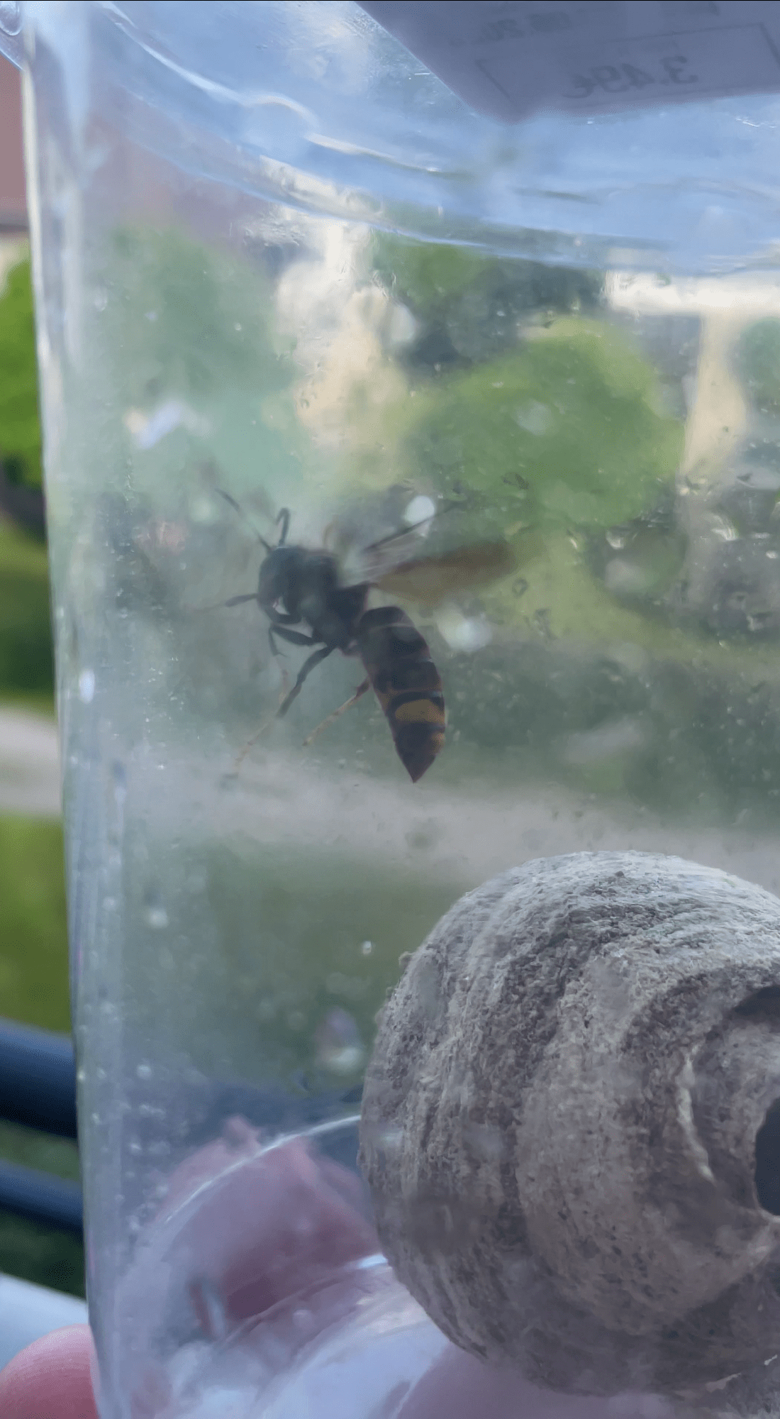 IMG_5104 1 1100X2000 | Dard des villes Pourquoi et quand faut-il agir contre les frelons asiatiques ? Obernai