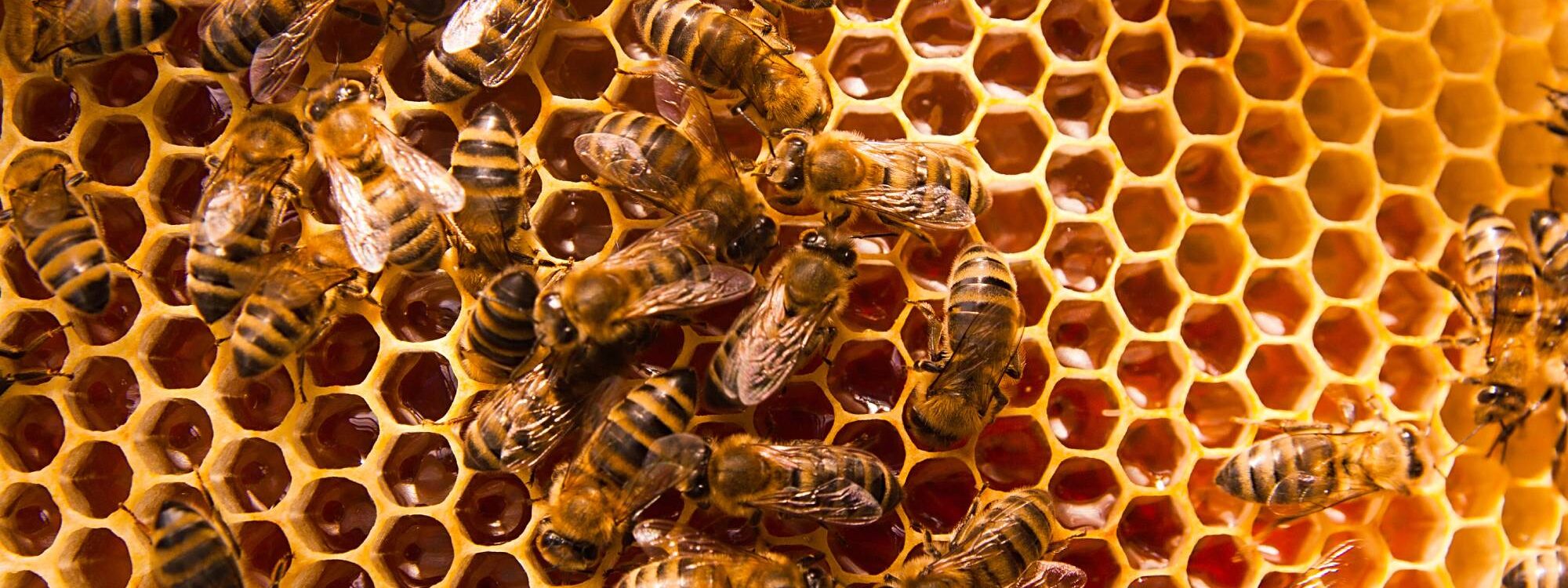 NID_ABEILLES 2000X750 | Dard des villes Quel est le cycle de vie d’un nid de frelons ou de guêpes (et pourquoi il ne faut pas attendre pour intervenir) ? Obernai