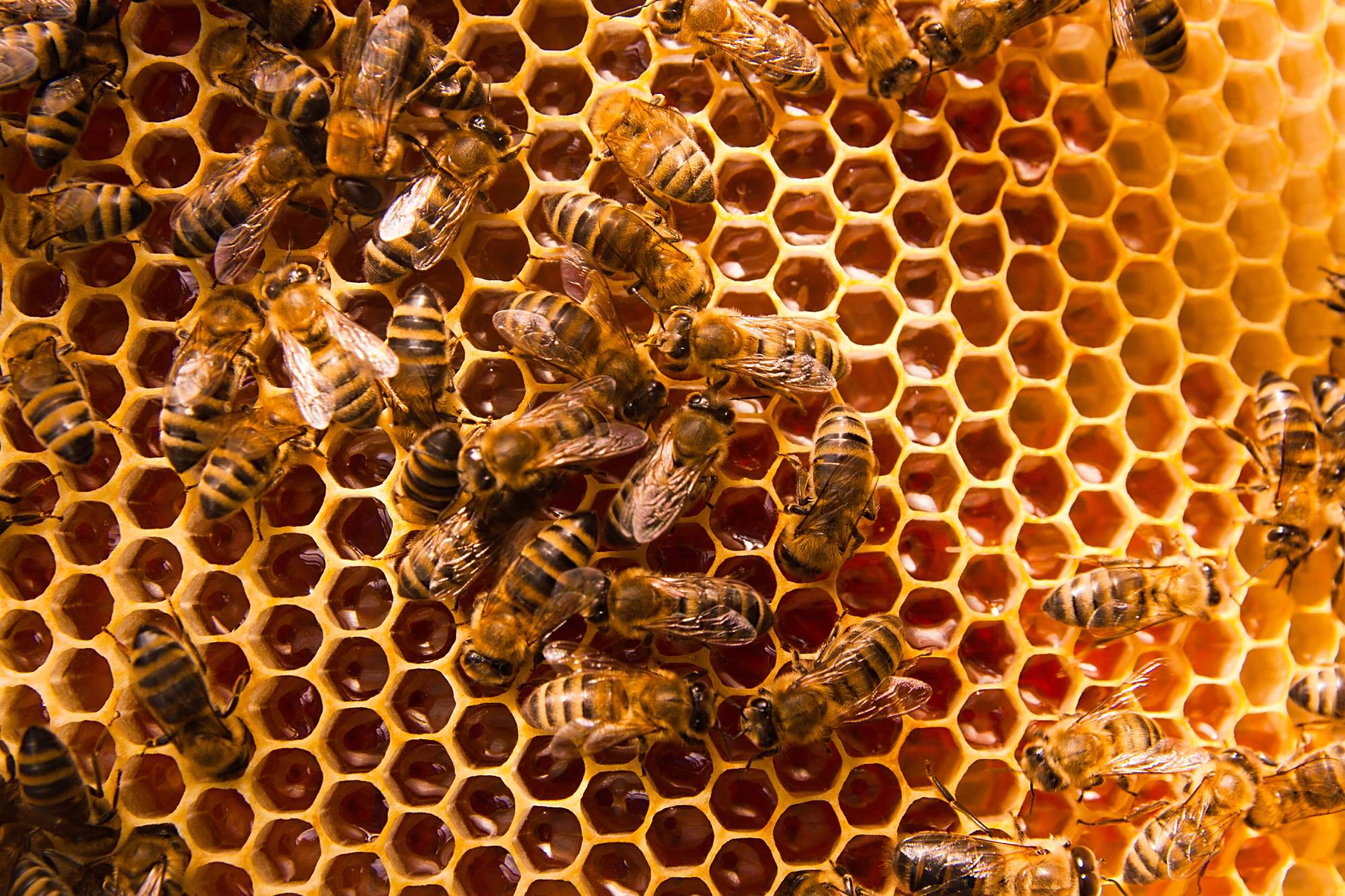 Comment différencier un nid de frelons asiatiques, de guêpes ou d’abeilles ? Erstein 2