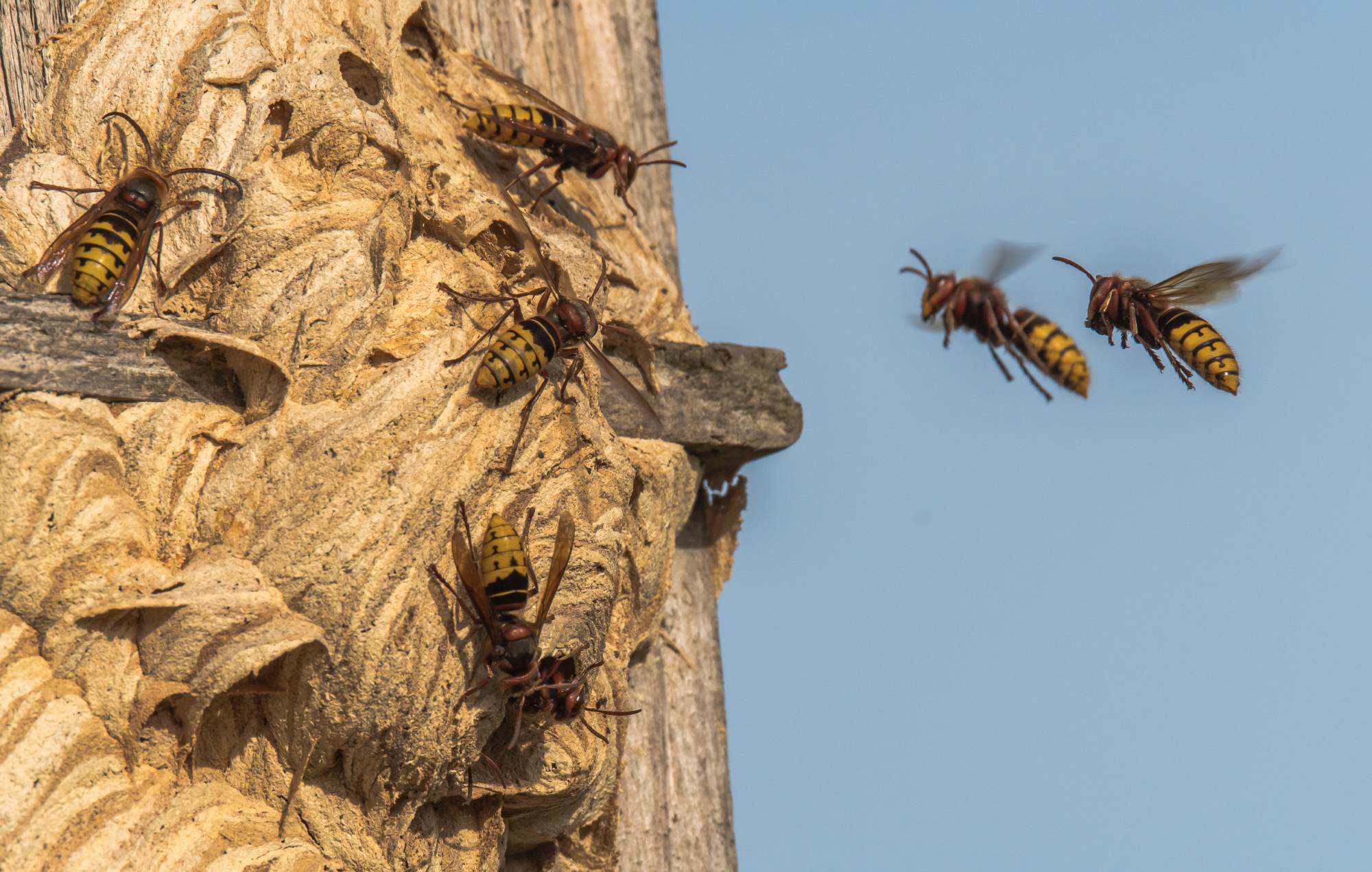 Comment différencier un nid de frelons asiatiques, de guêpes ou d’abeilles ? Saverne 1